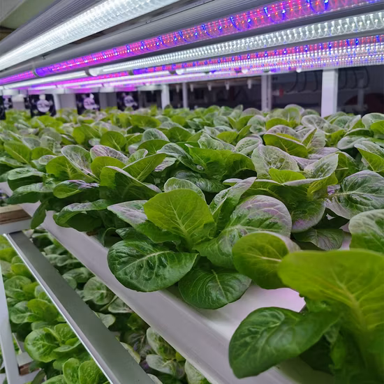 Nft Hydroponic System Complete Lights