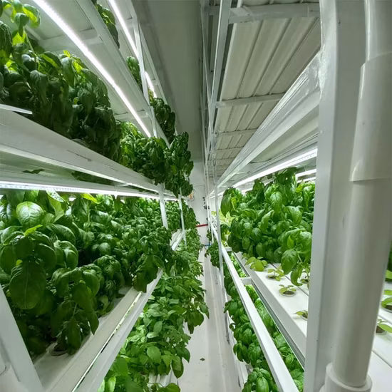 Nft Hydroponic System Complete Lights