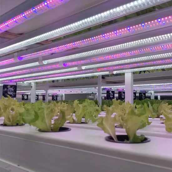 Nft Hydroponic System Complete Lights