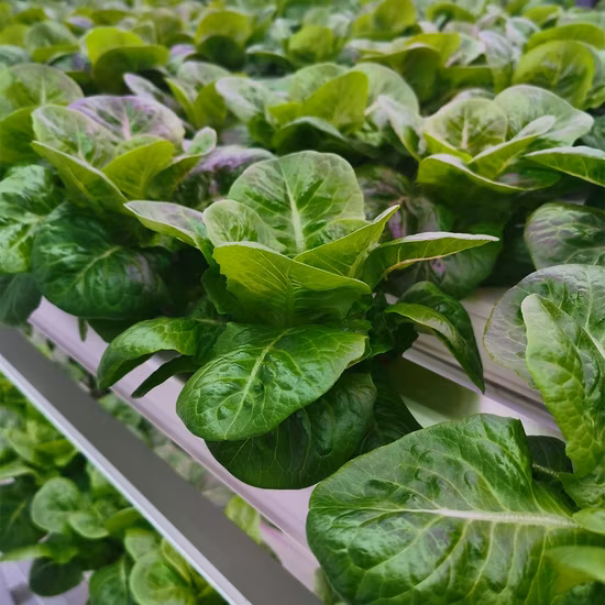 Nft 水耕栽培システム コンプリート ライト